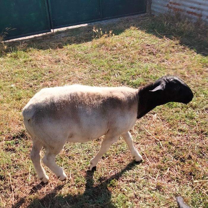 Macho Dorper Puro disponível