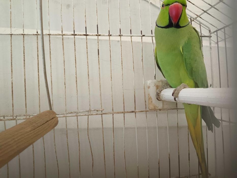 Vendo ring neck adulto macho