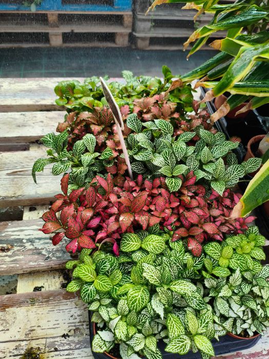 Fitonia - planta em vaso
