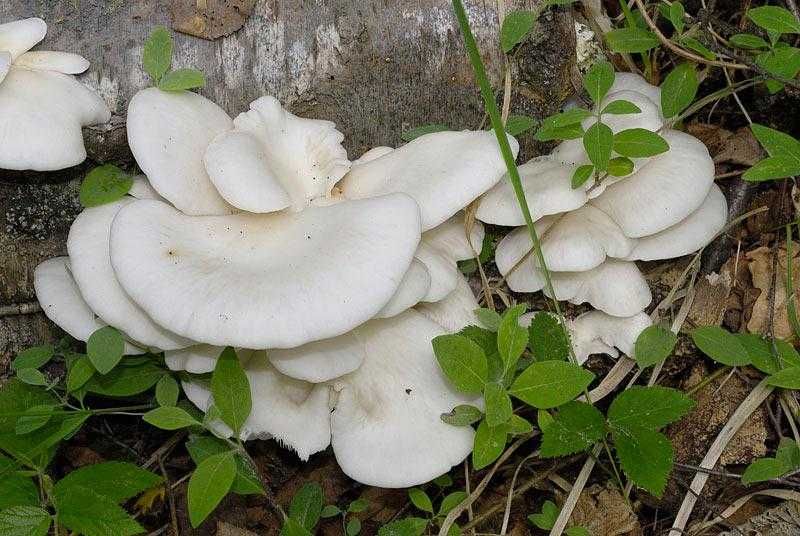 Міцелій глива біла