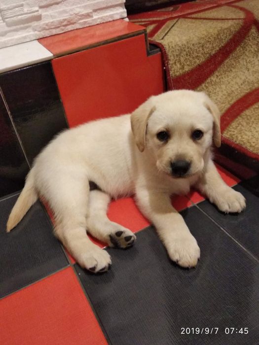 Злучка  лабрадор