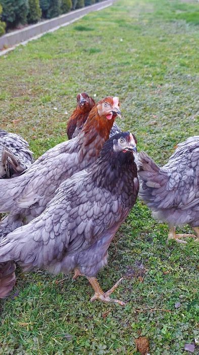 Kury Młode Dominant Blue Nioski