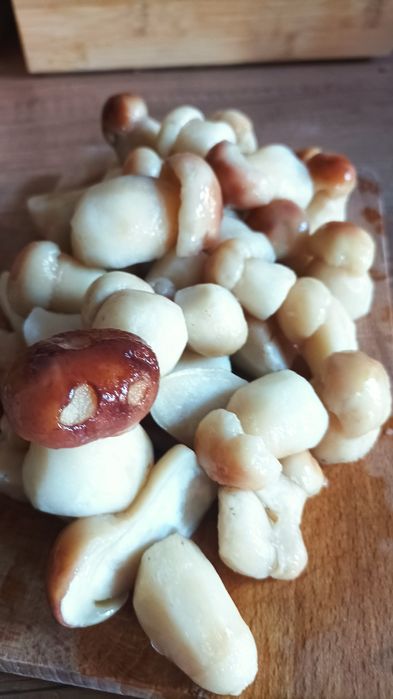 Grzyby w zalewie leczo