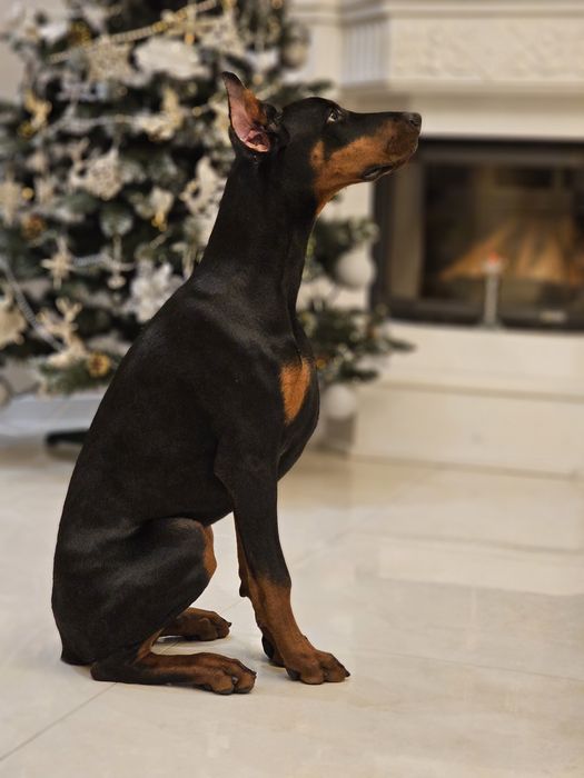 Топ дівчинка. Лагідна,ніжна,