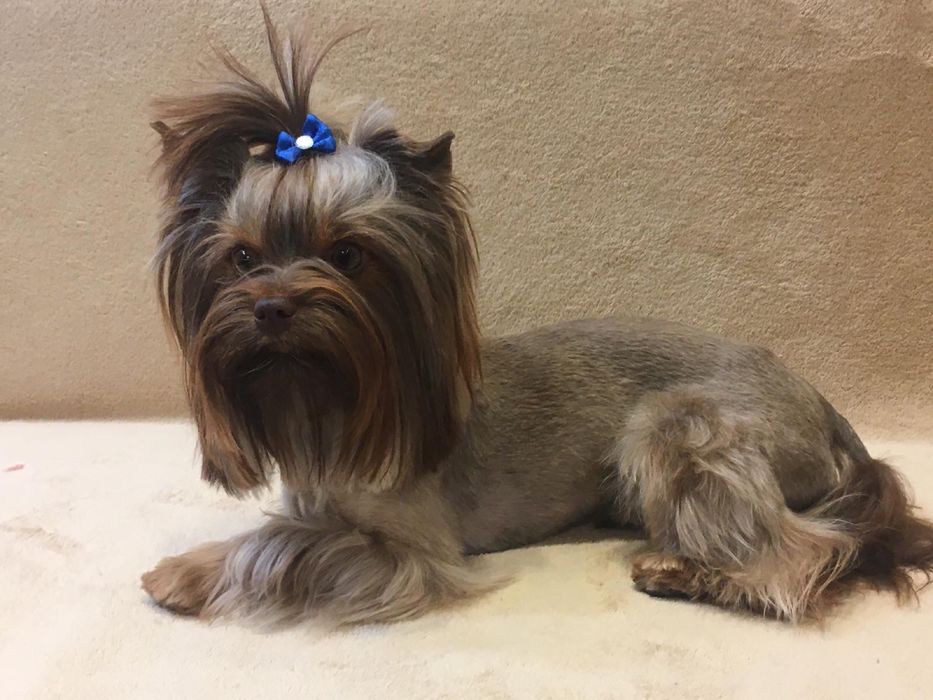 Шоколадный йорк на вязку!