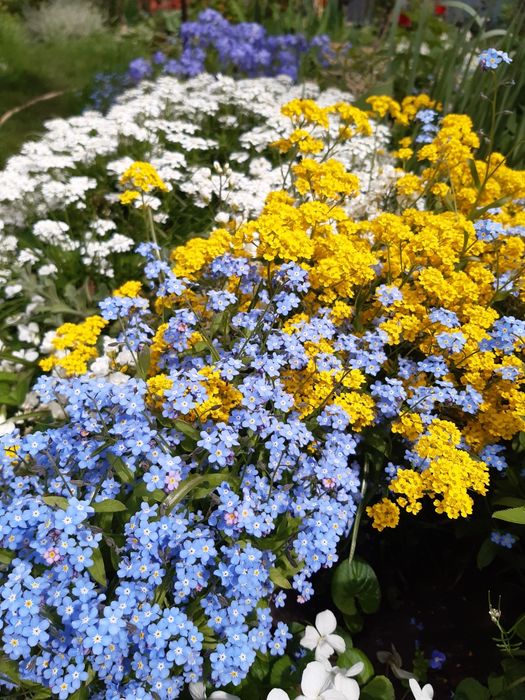 Гортензія  аконіт анемон  багаторічники