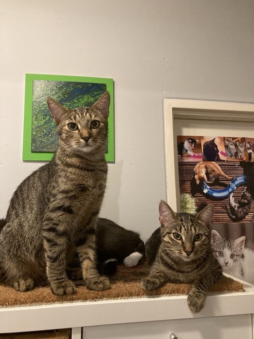 Śliczna parka burych kociaków szuka wspólnego domu