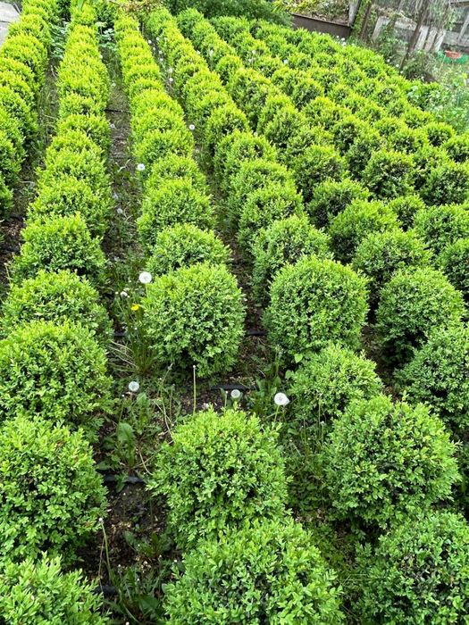 Самшит сформований біля 65 см