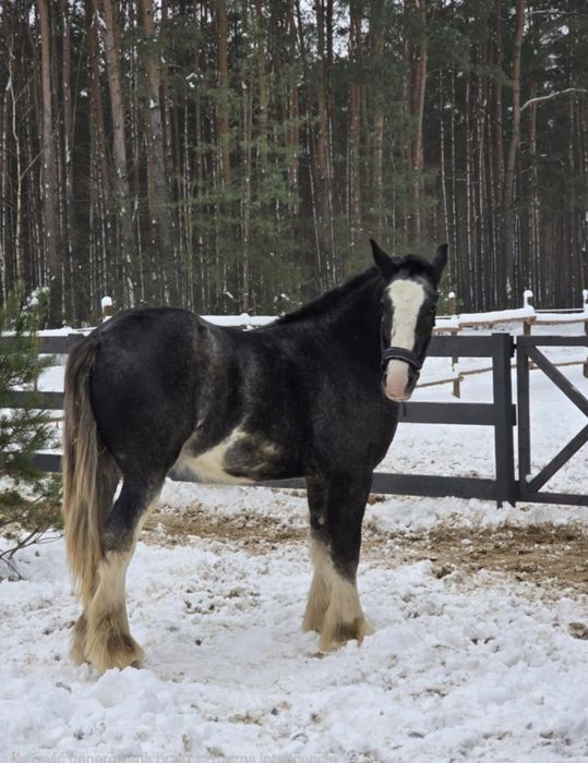 Stanówka ogier Shire KNUTSFORD RICOCHET 195cm, licencja SHS i PZHK