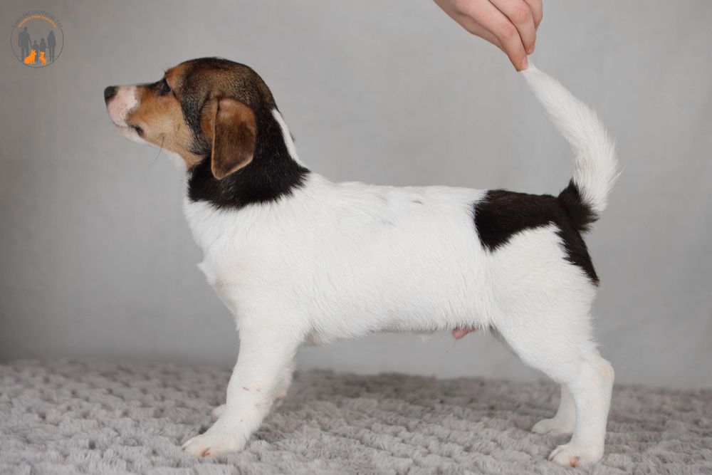 Jack Russell Terrier ZKwP FCI piesek k.włos