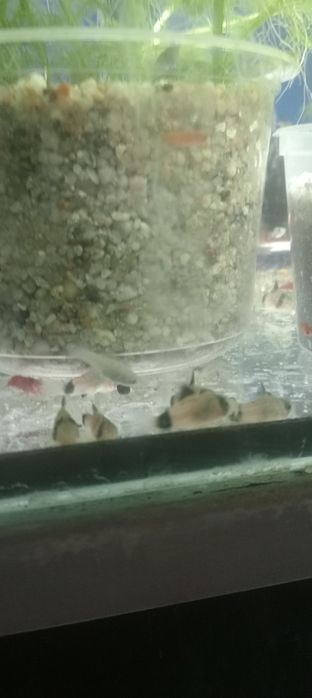 kiryski panda albinos pstry i spiżowy