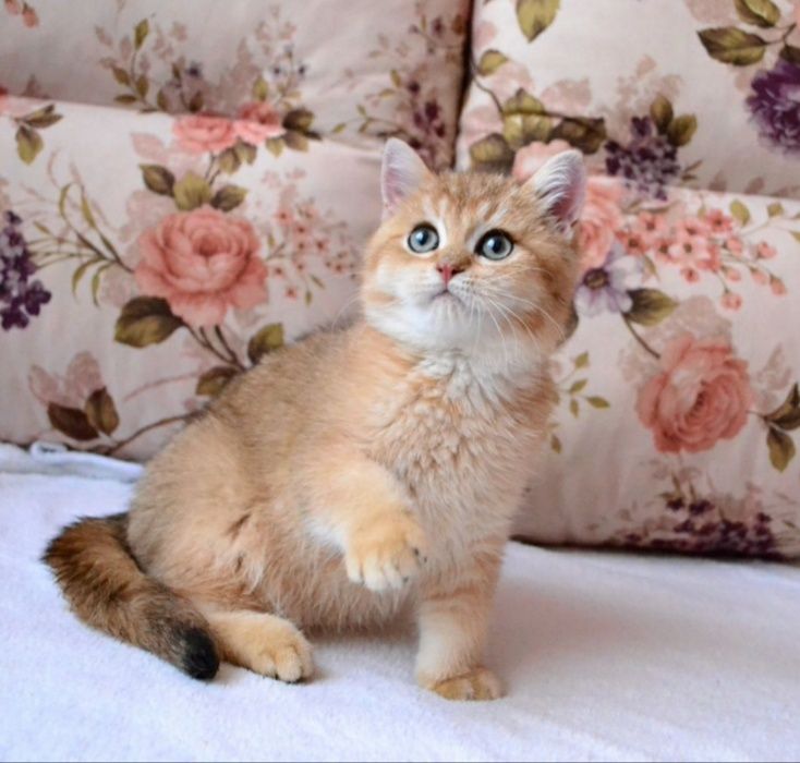 Эффектный британец!