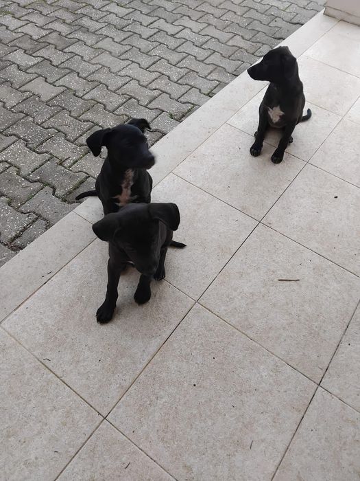 Cachorrinhos 2 meses e meio muito meigos adoção responsável