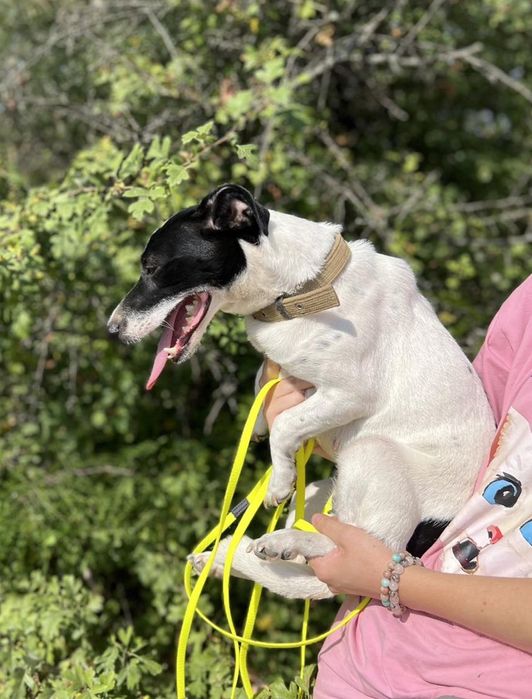 Отдам даром в добрые руки собачку метис мелкой породы