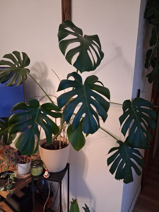 Monstera 80 kwiat doniczkowy