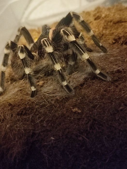 Acanthoscurria geniculata ptasznik białokolanowy samica 7dc