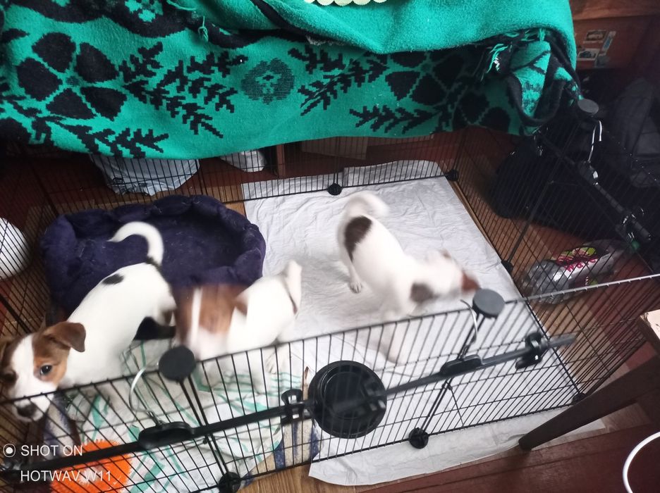 Щенята Джек Рассел