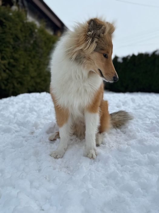 Owczarek szkocki collie FCI