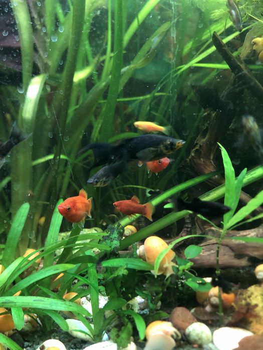 Акваріумні рибкі та уліткі амулярія.