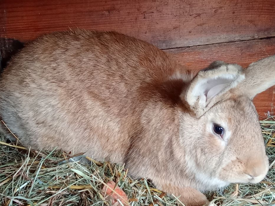 Sprzedam królika samca