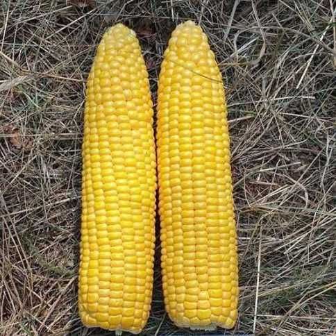 Насіння кукурудзи  ЛІСКАМ F1 5000шт LYSKAM F1  Семена кукурузы