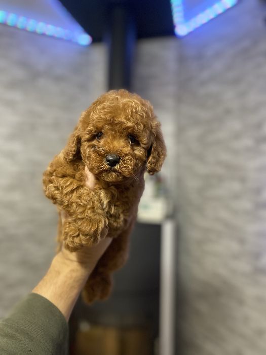 Цуценята мальтіпу