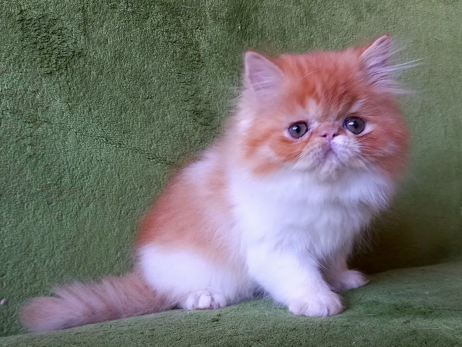 Красивая персидская