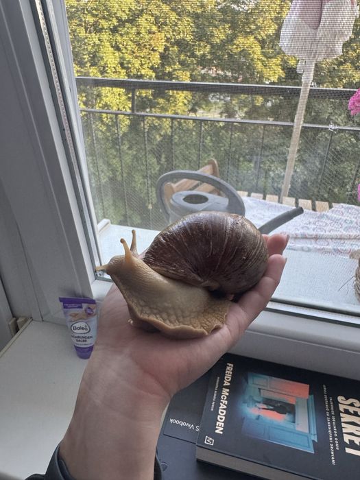 Oddam slimaki afrykanskie