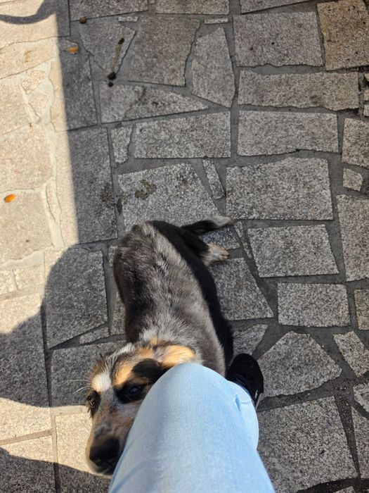 Dou cadelinha com cerca de 6 meses