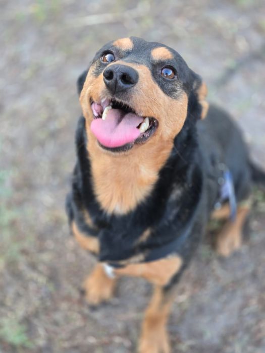 Отдам пса-компаньона, метис таксы, 2 года, кобель