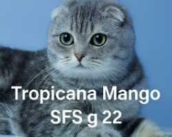 Хайленд фолд, шотландский котенок из питомника