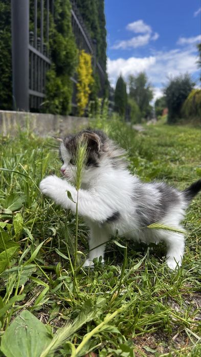 Кошенята, котики