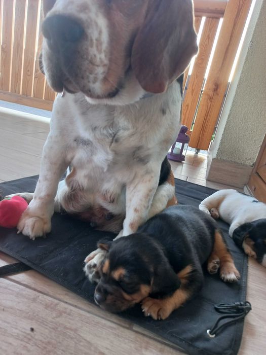 Szczeniaki szczenię po suczce Beagle