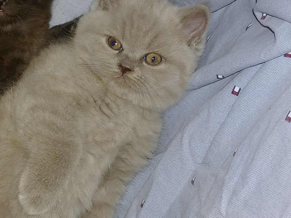 Шикарные малыши шотландцы