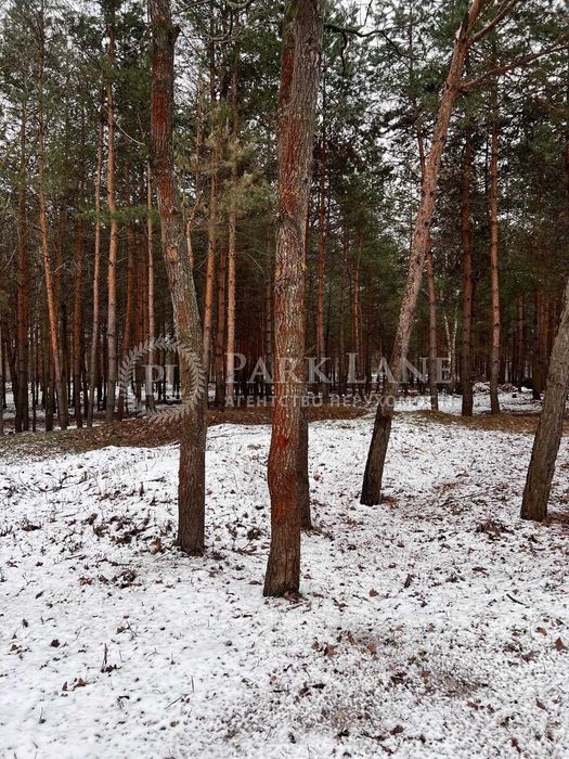 Ділянка участок 96 сот сосни Дмитровка Дмитрівка Лісне Бучанский р-н