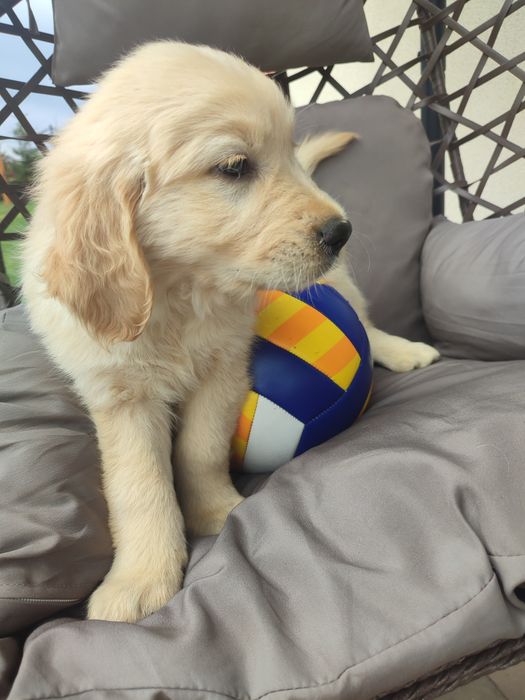 Golden retriever