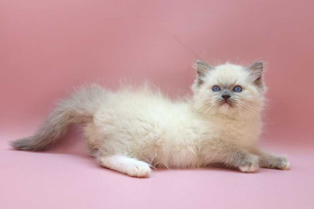 Роскошный Ragdoll//Регдолл котик