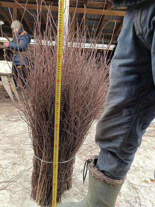 Мітла березова віник