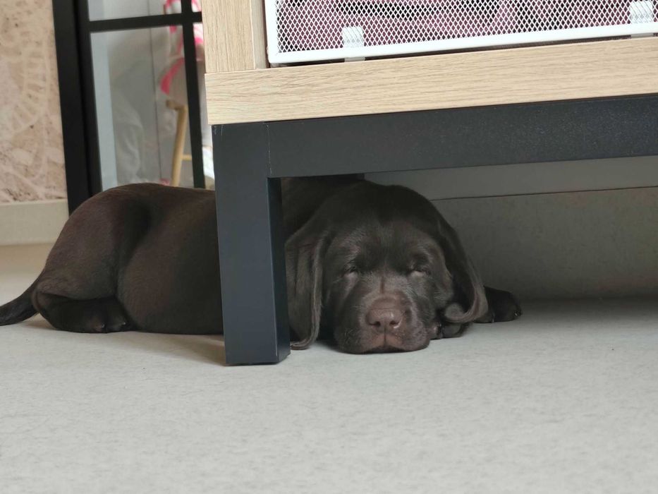 Labrador Retriever - (FCI)