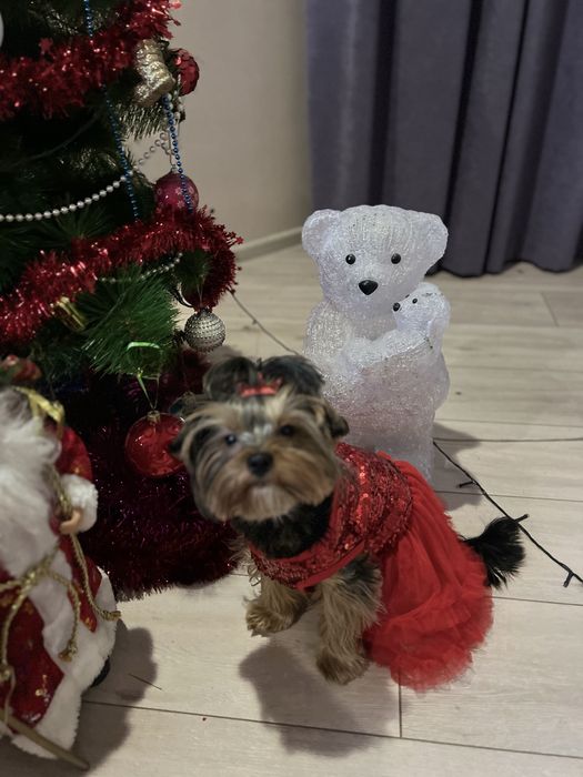 Гарнючі цуценята йоркшерський терьер