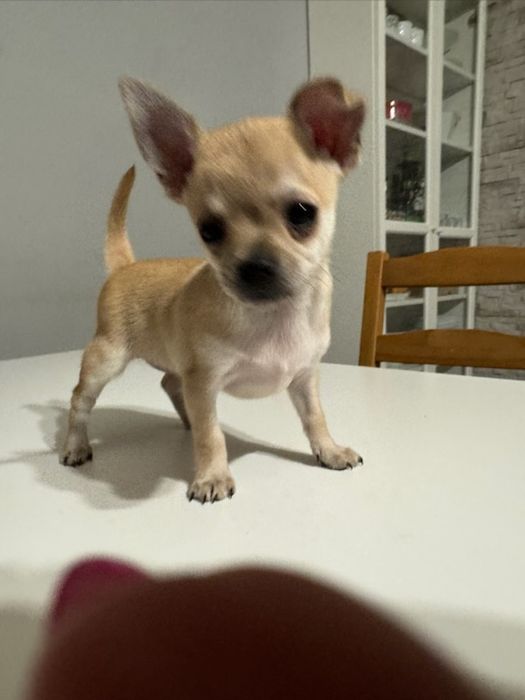 Chihuahua krótkowłosy piesek