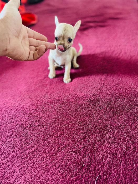 Chihuahua macho miniatura