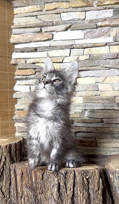 Хлопчик мейн-кун в чорному мармуровому забарвлені на сріблі