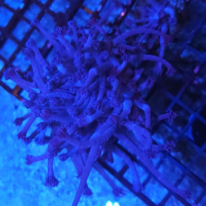 Goniopora stokesi Akwarystyka morska