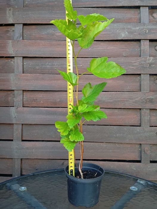 Pęcherznica zielona