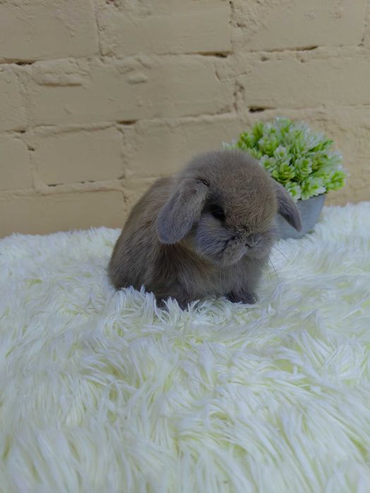 Króliczki Mini Lop. Piękne króliczki domowe.