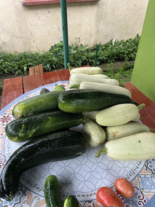 Cukinia ekologiczna