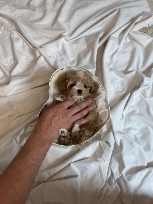 Мальтипу девочка микро ф1, мікро дівчинка мальтіпу, micro female maltipoo f1