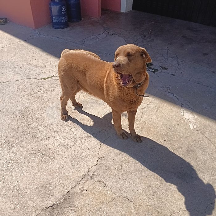 Doar cão  labrador castanho