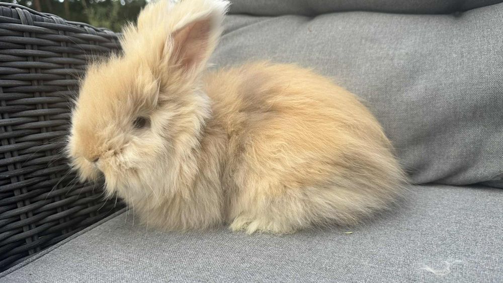 Angora angielska samica do hodowli